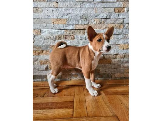 Basenji TOP κουτάβια